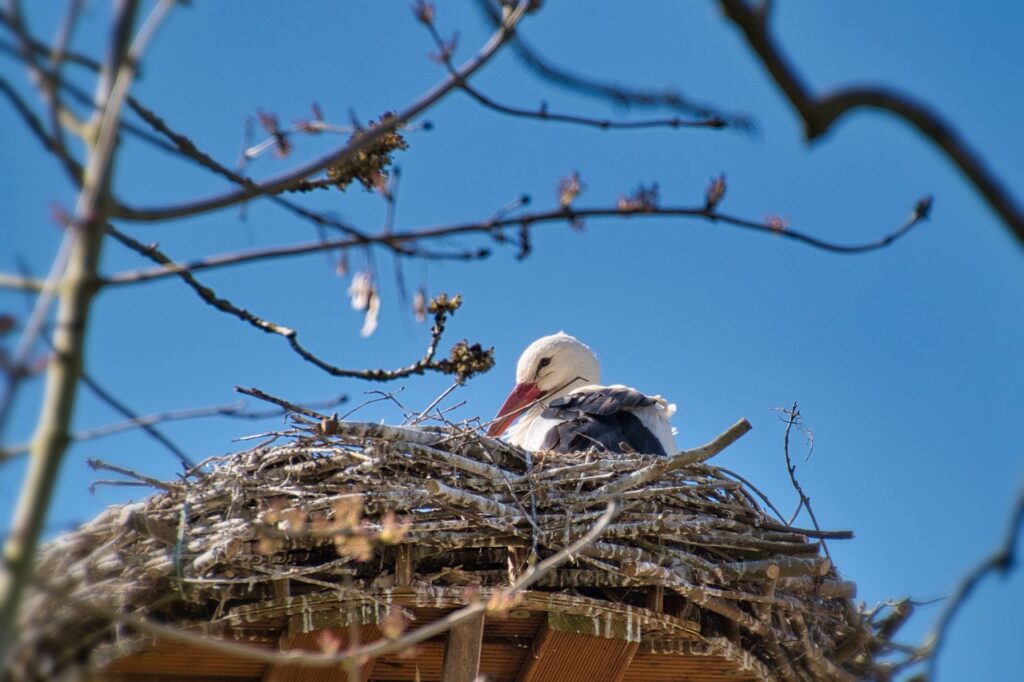 Photo by HelgaKa Empty Nest